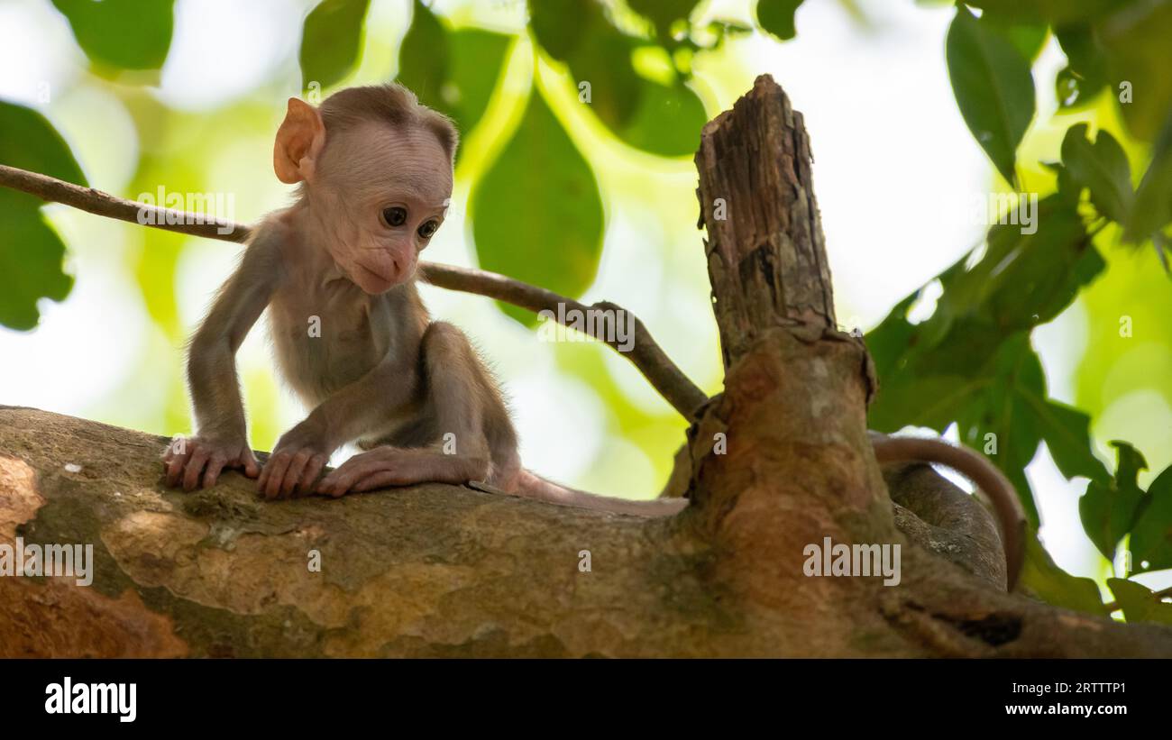 Baby toque scimmia macaca su un albero da solo primo piano. Concetto di innocenza. Foto Stock