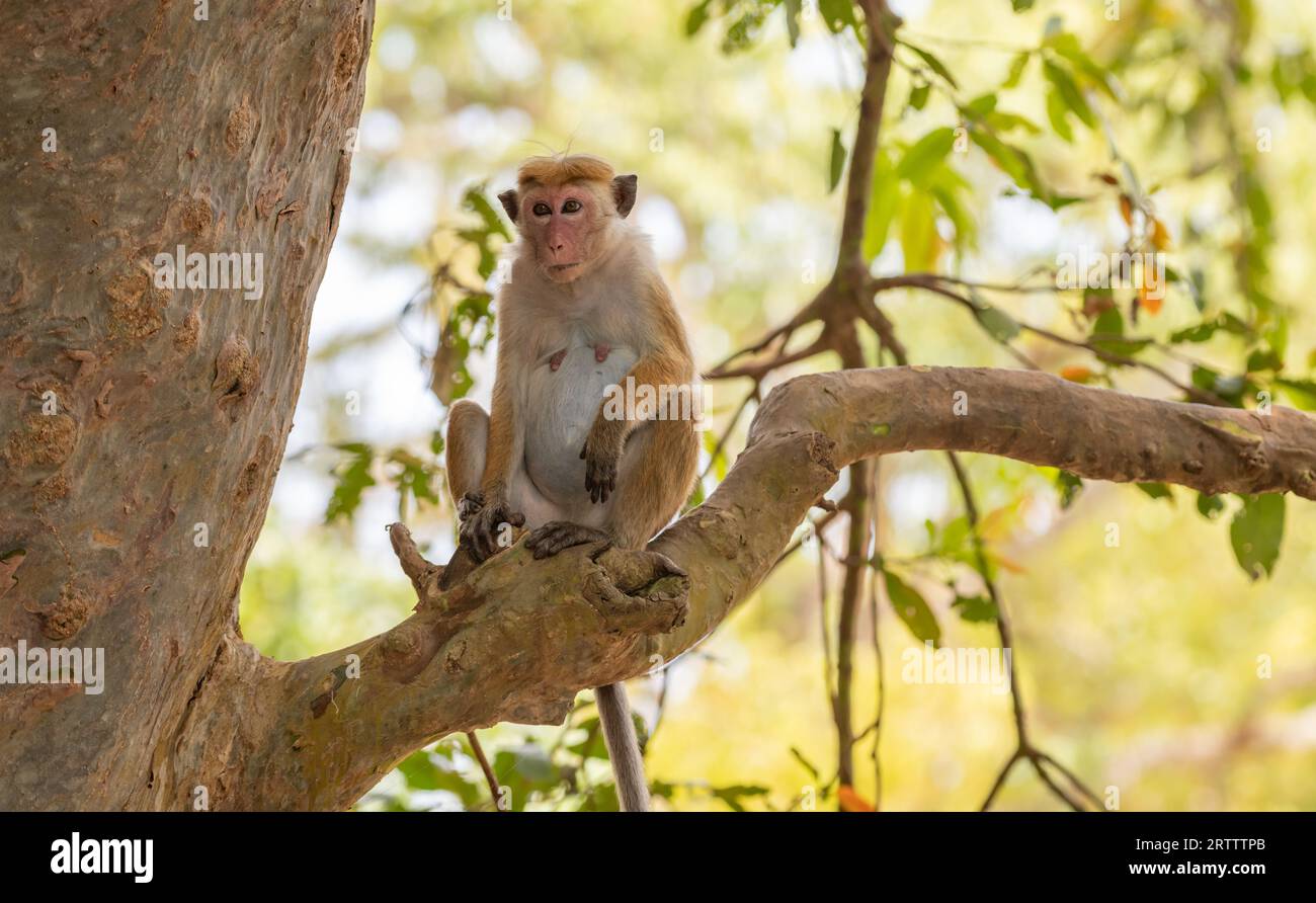Scimmia macaca incinta seduta su un albero. Foto Stock