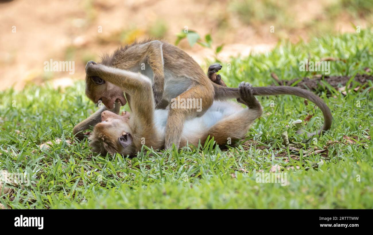 I giovani fratelli macachi Toque giocano a combattere sul campo. Lottate sull'erba, uno sopra l'altro, Foto Stock