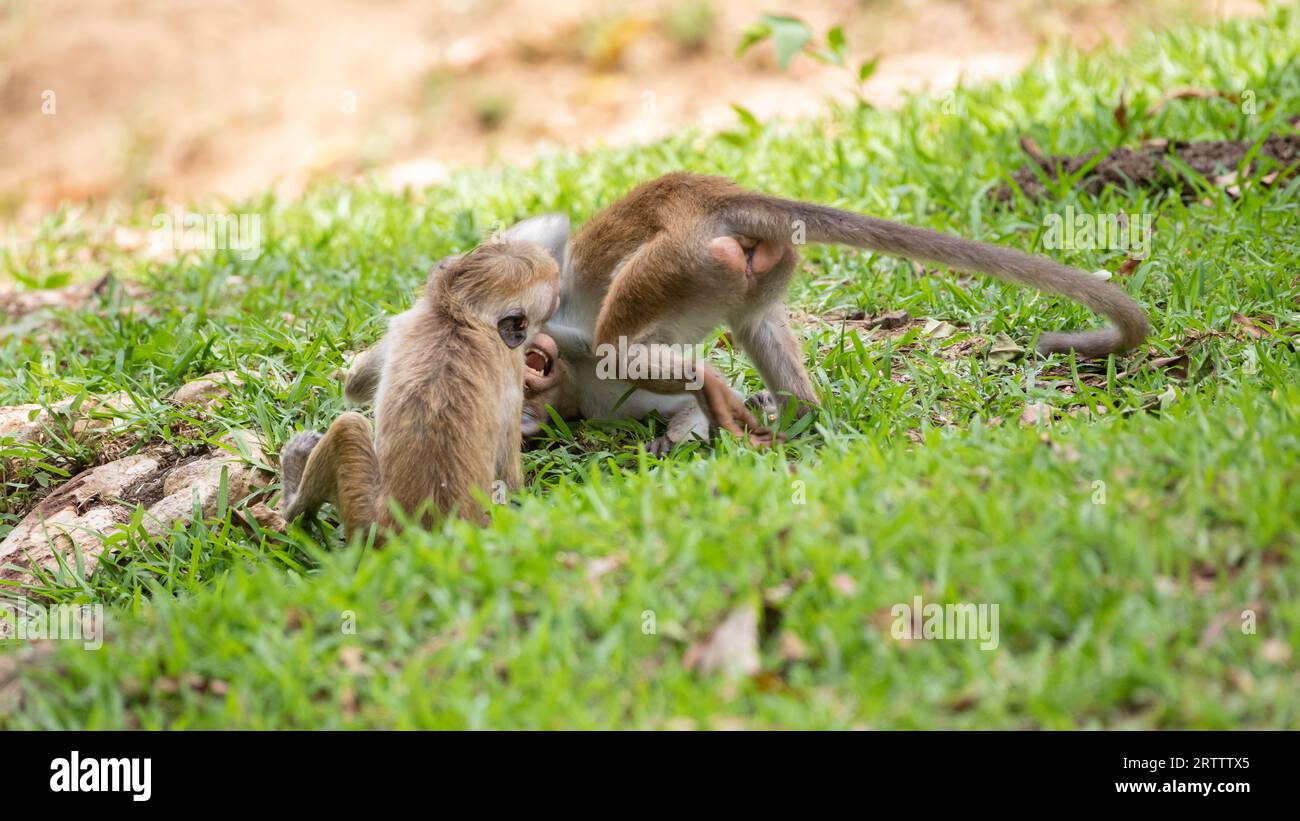 I giovani fratelli macachi Toque giocano a combattere sul campo. Combatti sull'erba. Foto Stock