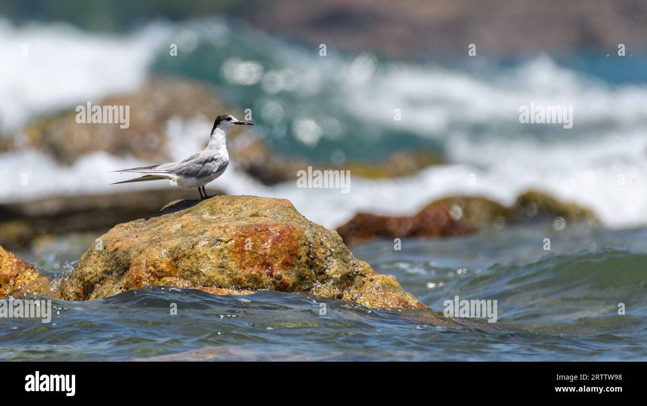 Terrazze sussurrate su una roccia, onde oceaniche che si infrangono dietro la roccia. Foto Stock