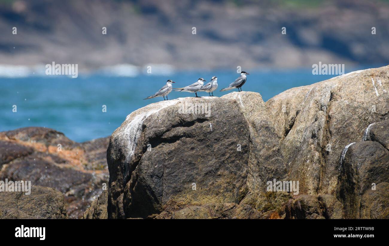 Quattro uccelli di terna a frusta in fila su una roccia a Galle, Foto Stock