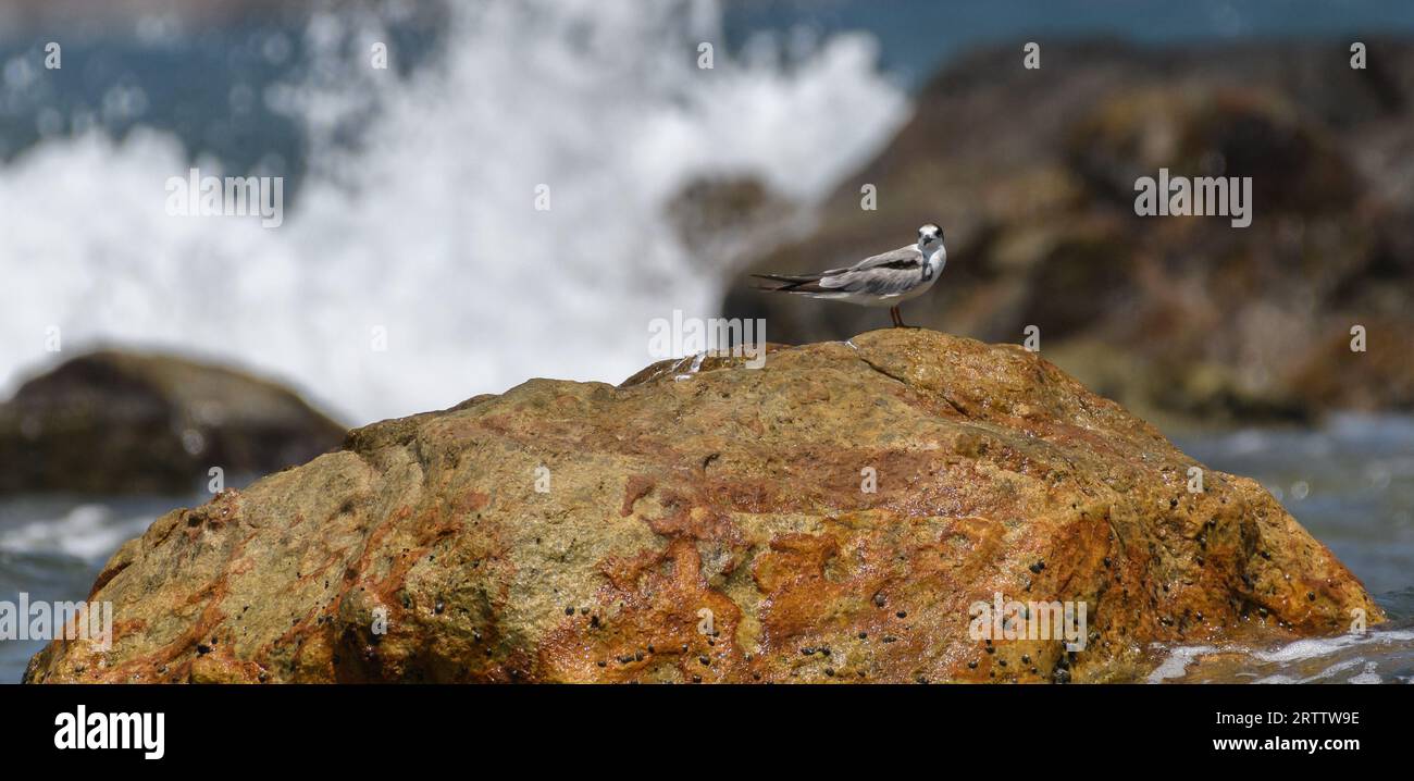 Terrazze isolate con whisky su una roccia e le onde oceaniche si schiantano e spruzzano dietro la roccia. Foto Stock