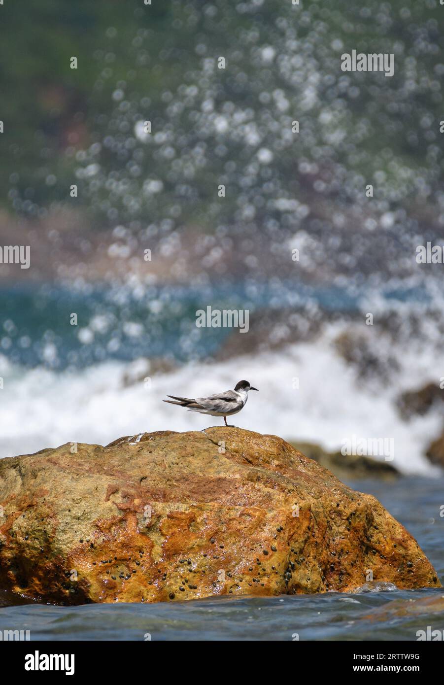 Terrazze isolate con whisky su una roccia e le onde oceaniche si schiantano e spruzzano dietro la roccia. Foto Stock