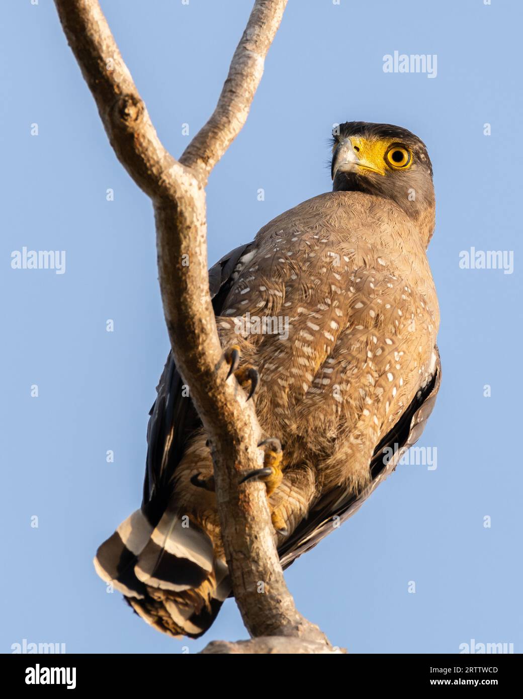 Aquila di serpente crestata su un ramo. Foto ravvicinata dell'uccello preda. Avvistato nel parco nazionale di Yala, Sri Lanka. Foto Stock