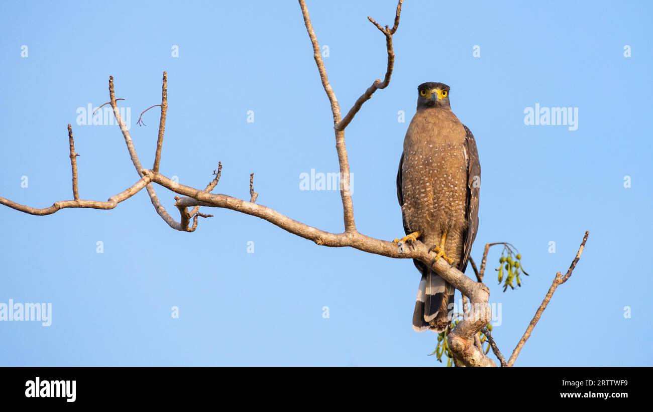 Pergamena crestata di aquila serpente, cielo azzurro sullo sfondo. Aquila serpente dagli occhi gialli che fissa la macchina fotografica, avvistata nel parco nazionale di Yala, Sri L Foto Stock