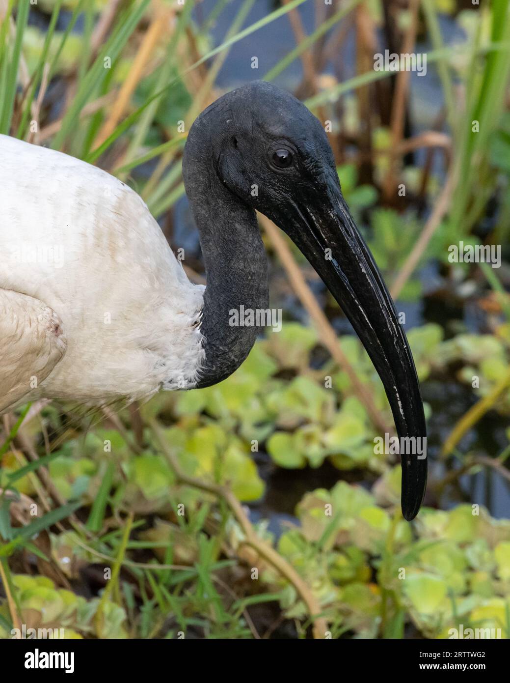 Fotografia ravvicinata con testa ibis con testa nera. Becco nero curvo lungo. Foto Stock