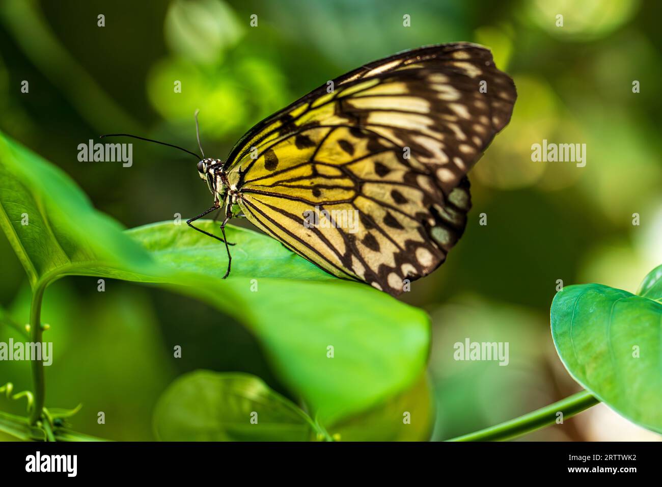 Idea leuconoe, farfalla aquilone di carta, farfalla di carta di riso, ninfa grande albero, farfalla ninfa sulla foglia verde della pianta Foto Stock