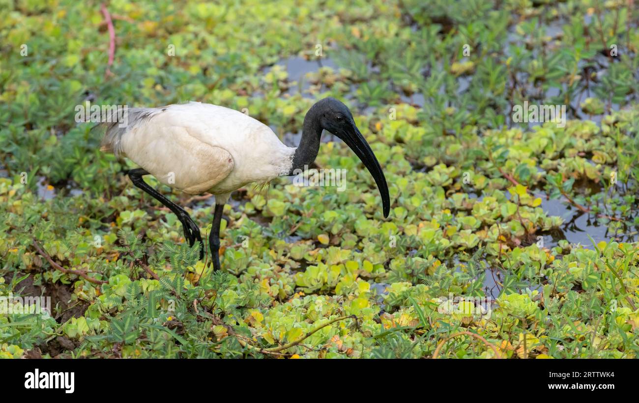 Ibis dalla testa nera alla ricerca di cibo nelle paludi tra la vegetazione. Foto Stock