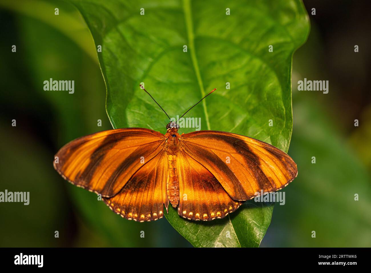 Farfalla Dryadula phaetusa sulla foglia verde Foto Stock