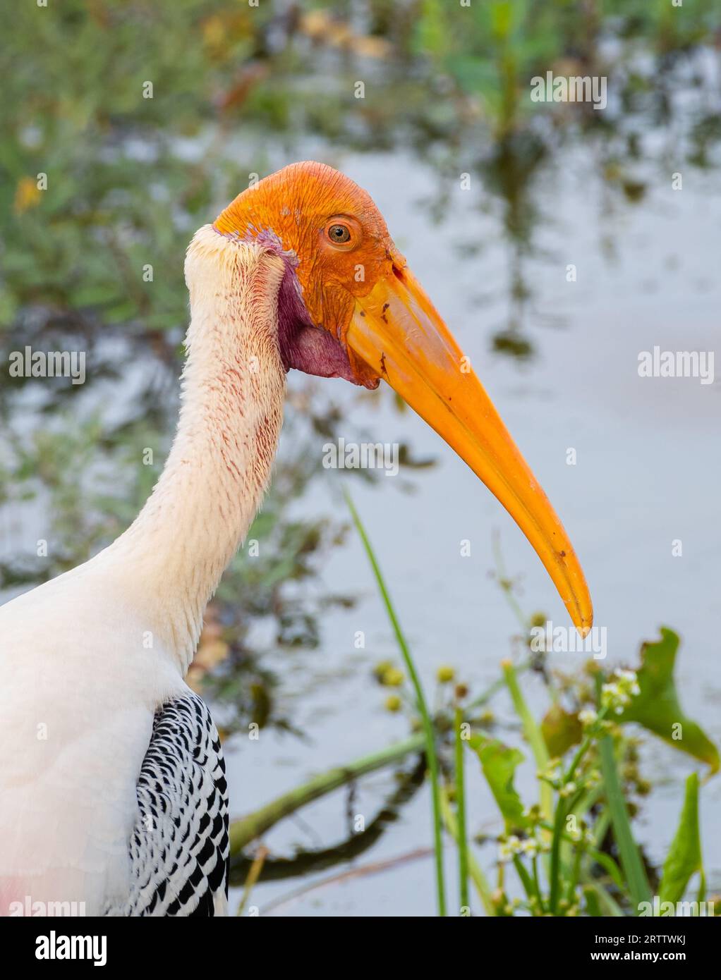 Fotografia ravvicinata con la testa di un uccello cicognero dipinto. Bellissimo uccello isolato vicino alle paludi nel parco nazionale di Yala. Testa di colore arancione e becco lungo. Foto Stock