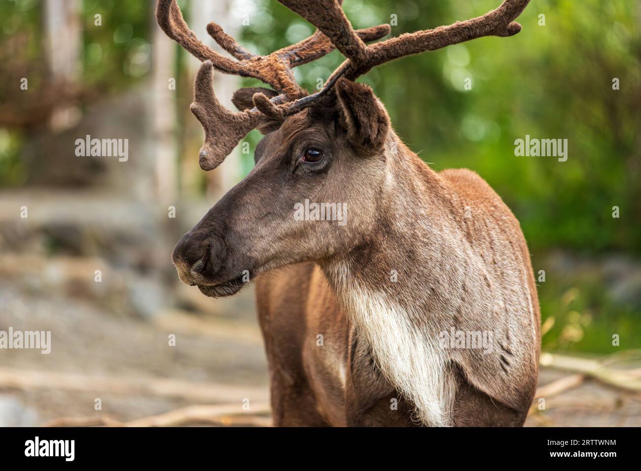 Ritratto di caribù boschivo boreale, Rangifer tarandus caribou, caribù boschivo orientale, caribù boschivo boschivo boreale Foto Stock