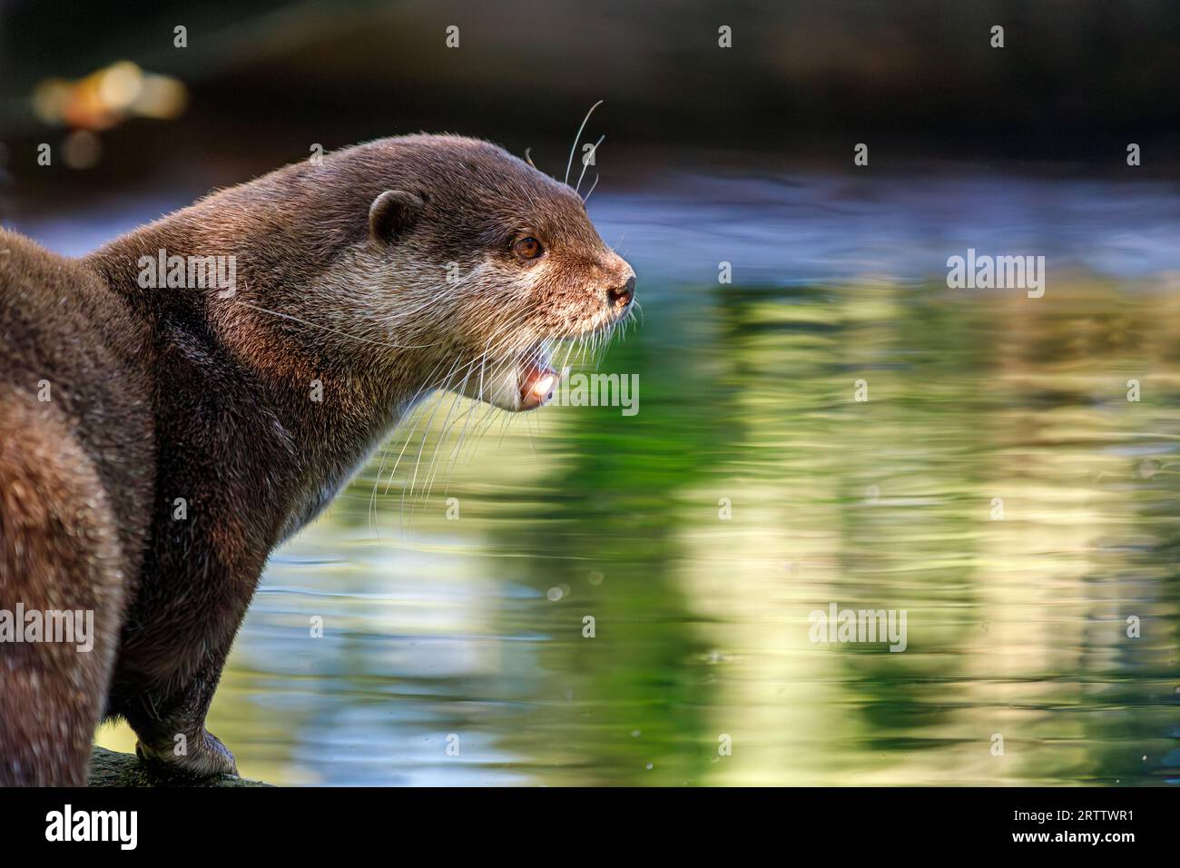 Profilo ritratto della lontra asiatica a piccoli artigli, Aonyx cinereus, nota anche come lontra orientale a piccoli artigli e lontra a piccoli artigli Foto Stock