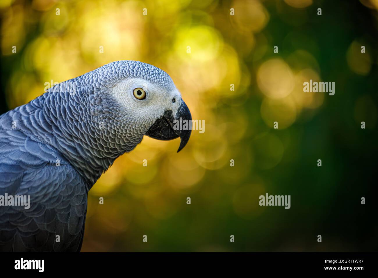 Ritratto del pappagallo grigio, Psittacus erithacus, noto come pappagallo grigio del Congo, pappagallo grigio del Congo o pappagallo grigio africano Foto Stock