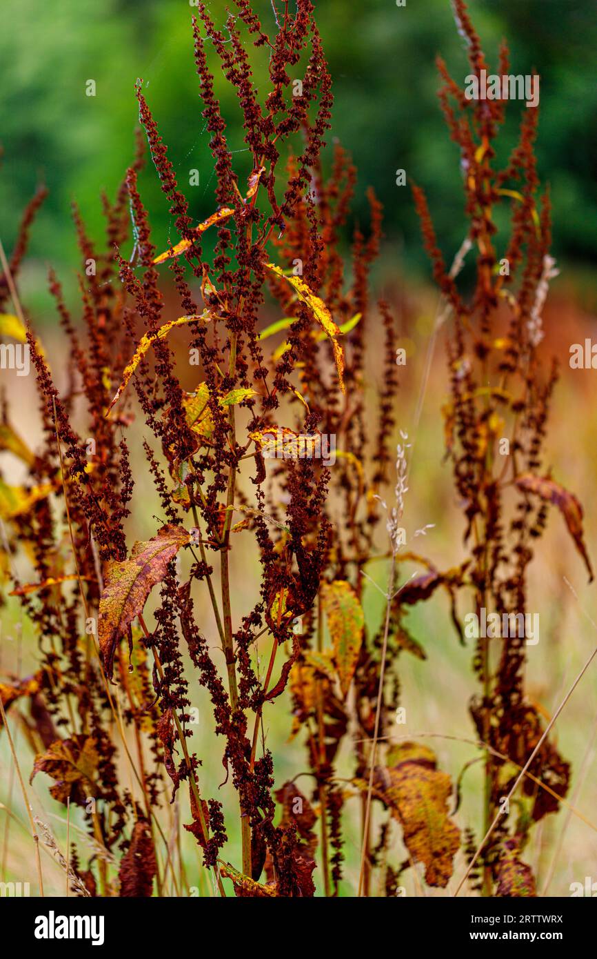 Rumex obtusifolius, molo con foglie larghe amaro, molo con foglie smussate sul prato estivo Foto Stock