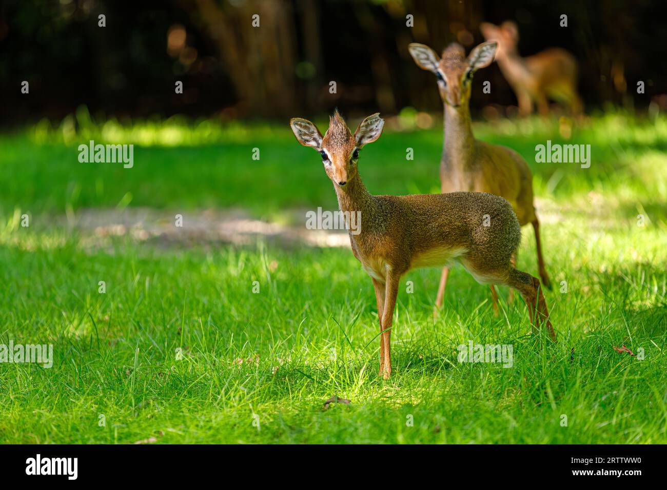 Pygmi Kirk's dik-dik, Madoqua kirkii, piccole antilopi sui prati verdi Foto Stock