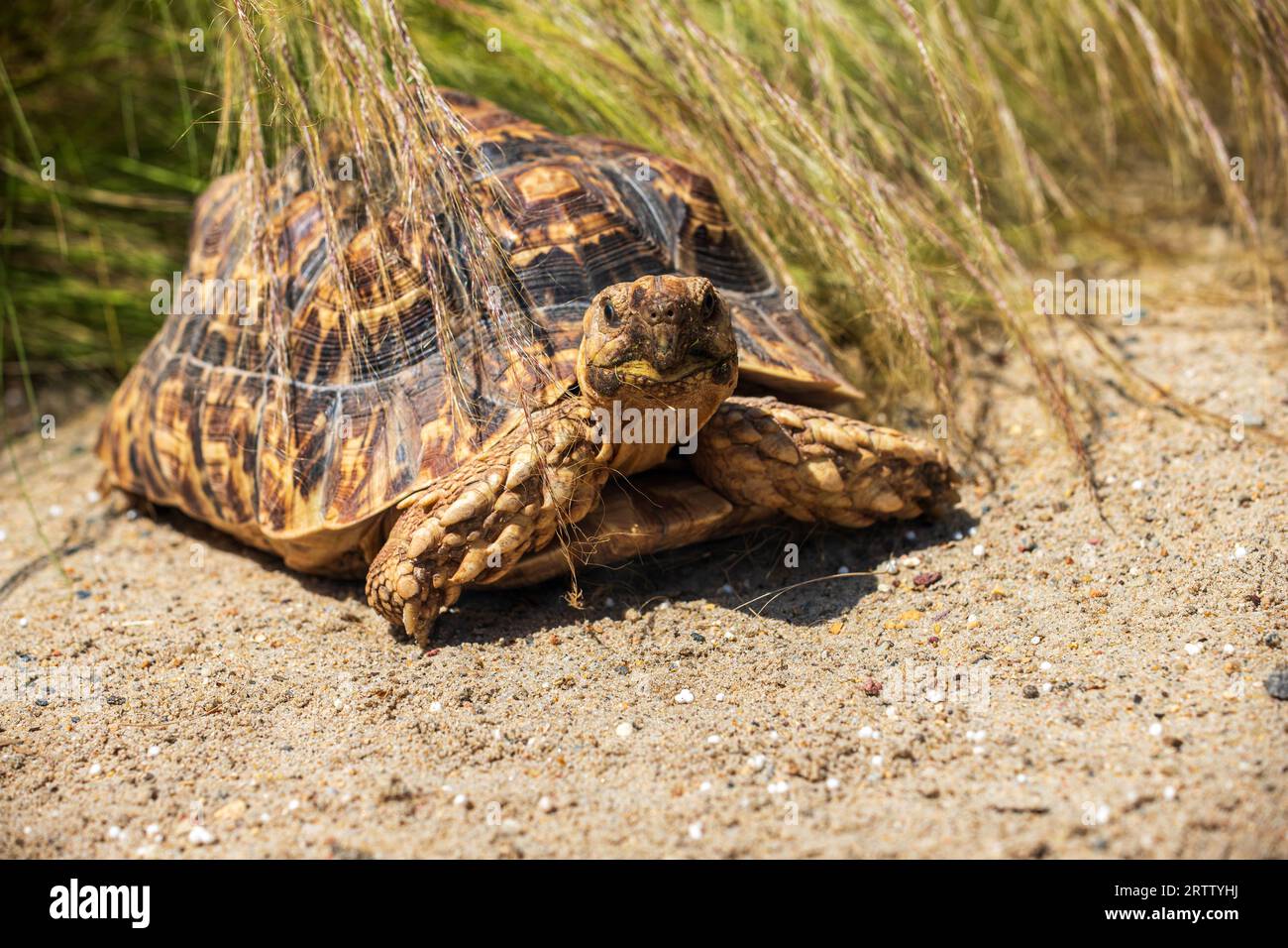 Ritratto di tartaruga leopardo, Stigmochelys pardalis, maturo aduld nell'erba Foto Stock