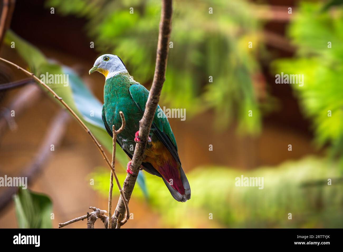 Vista dell'uccello pannolino nero della colomba da frutto sul ramo Foto Stock