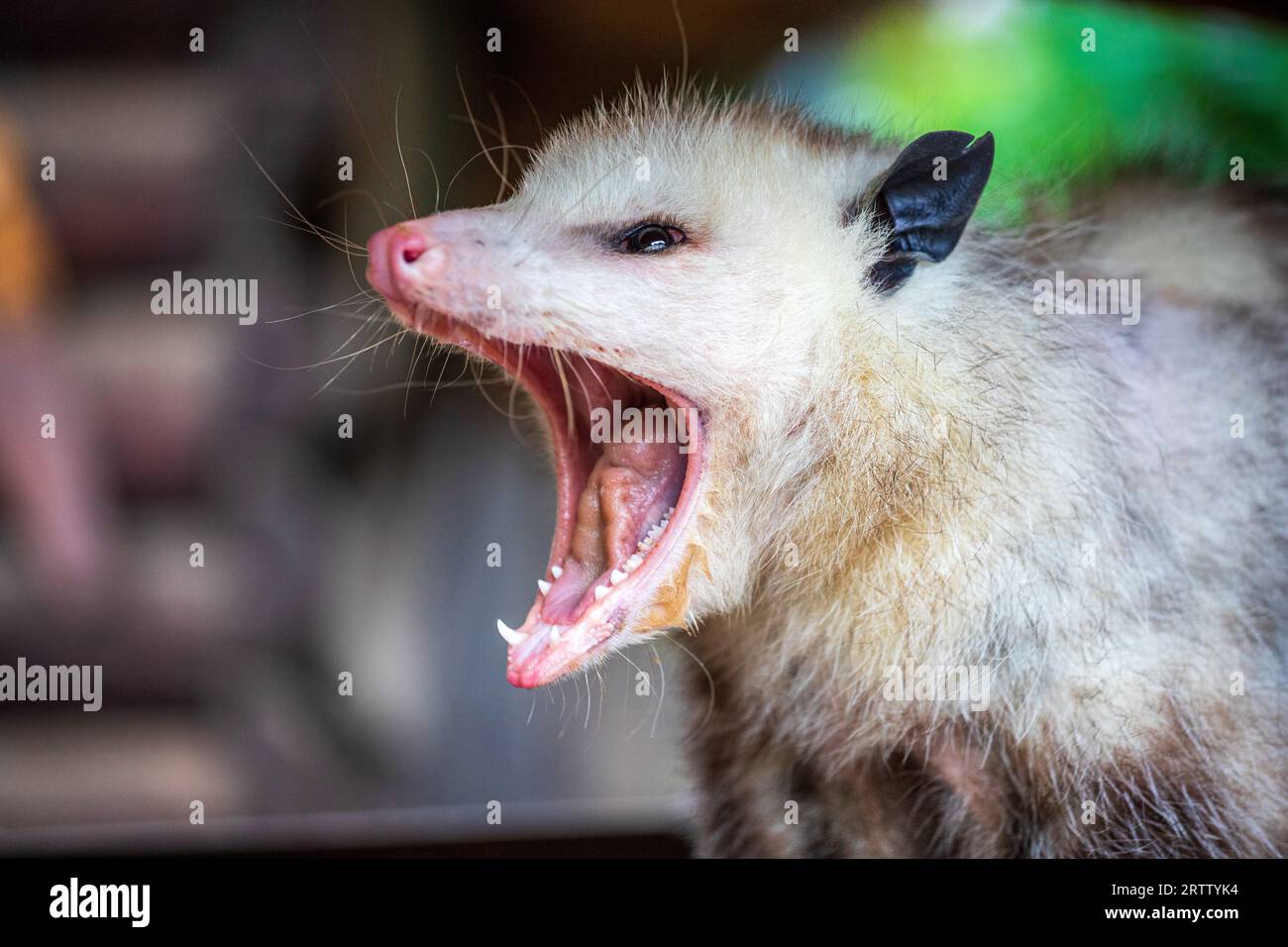 Ritratto di Virginia opossum da adulti sbadigliante Foto Stock