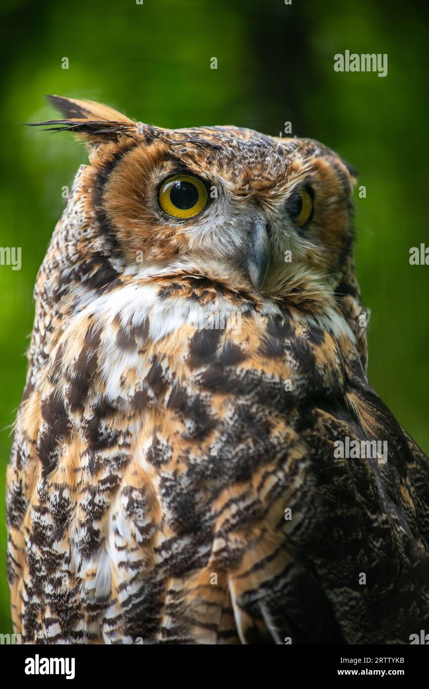 Ritratto del grande gufo cornuto, Bubo virginianus, noto come gufo tigre Foto Stock