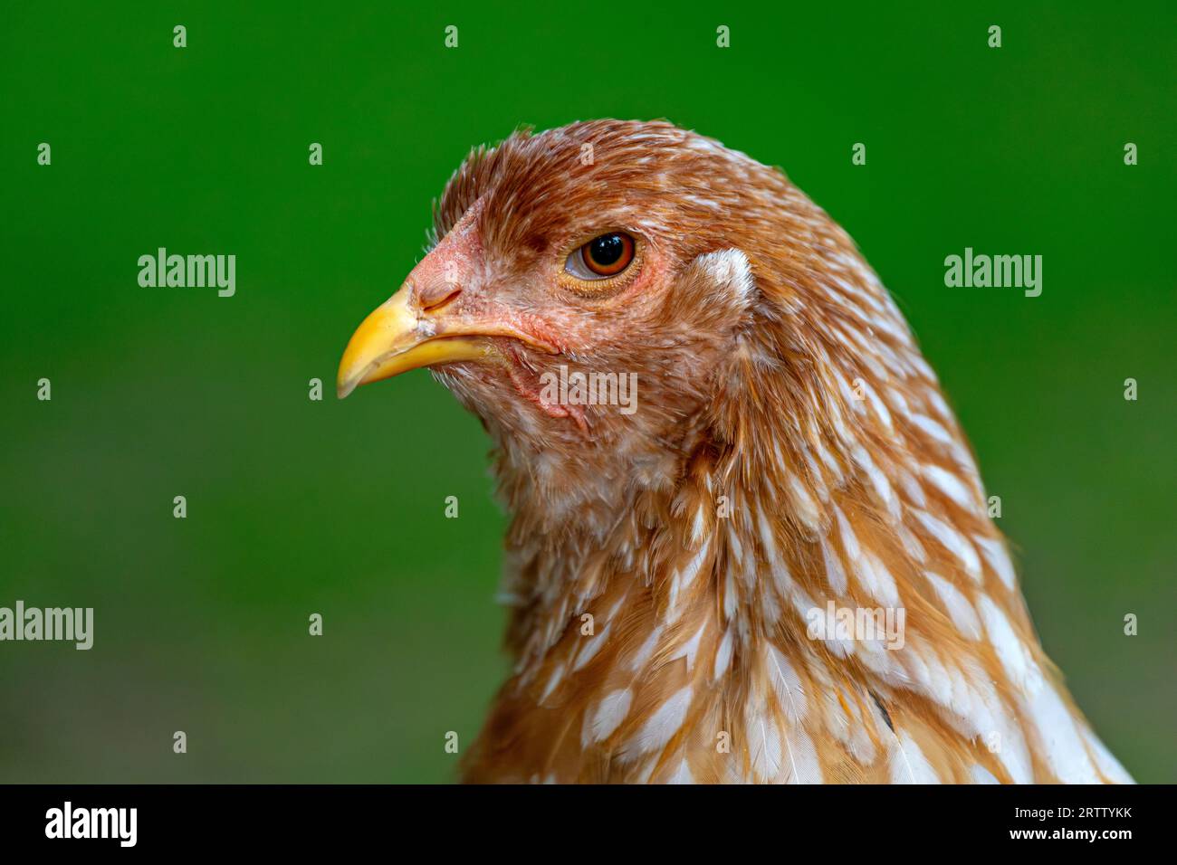 Ritratto del pollo brahma rosso-bianco in fattoria Foto Stock