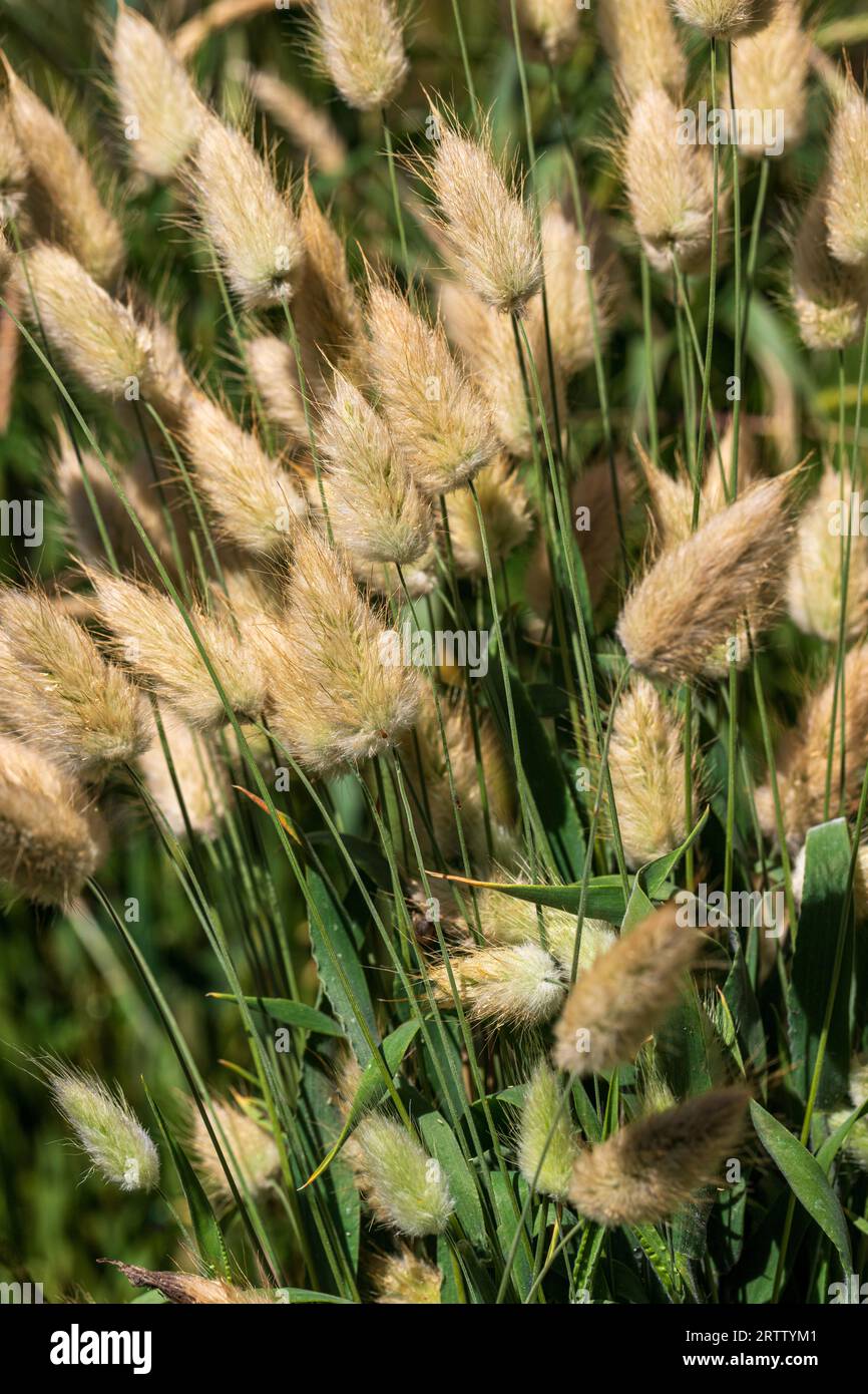 Vista del Lagurus ovatus, della coda di lepre o della coda di coniglio sul campo estivo Foto Stock