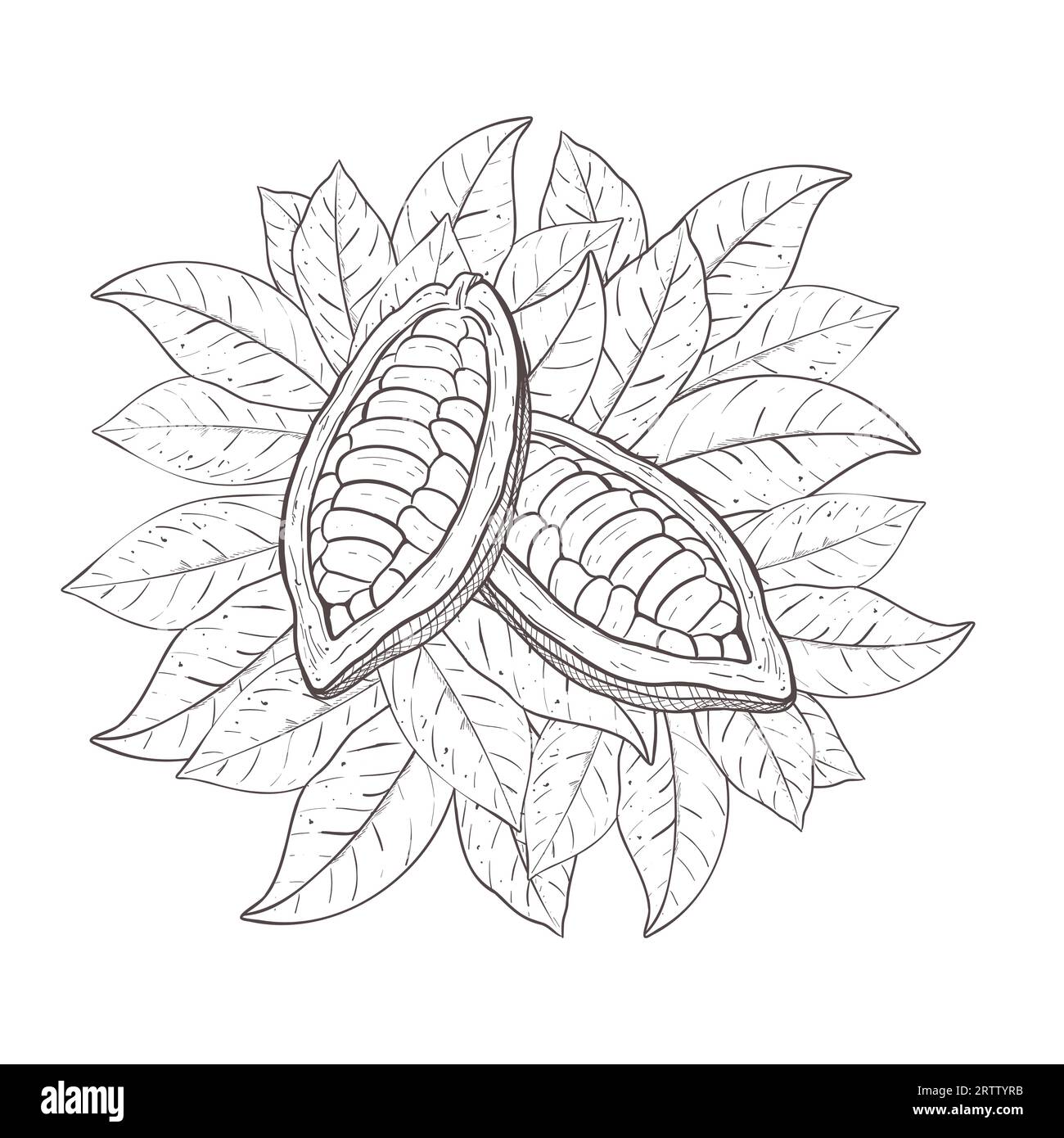Serie di illustrazioni vettoriali di foglie di cacao, fagioli non sbucciati aperti. Contorno nero della curva della foglia, disegno grafico. Per cartoline, design e composizione Illustrazione Vettoriale
