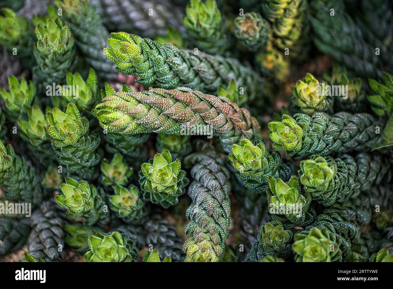 Haworthiopsis coarctata, pianta grassa verde Haworthia coarctata Foto Stock