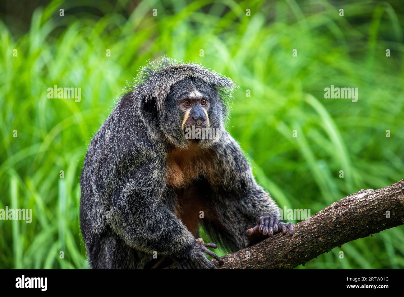 saki femminile dalla faccia bianca (Pithecia pithecia), Guianan saki, la scimmia saki dalla faccia dorata sull'albero Foto Stock