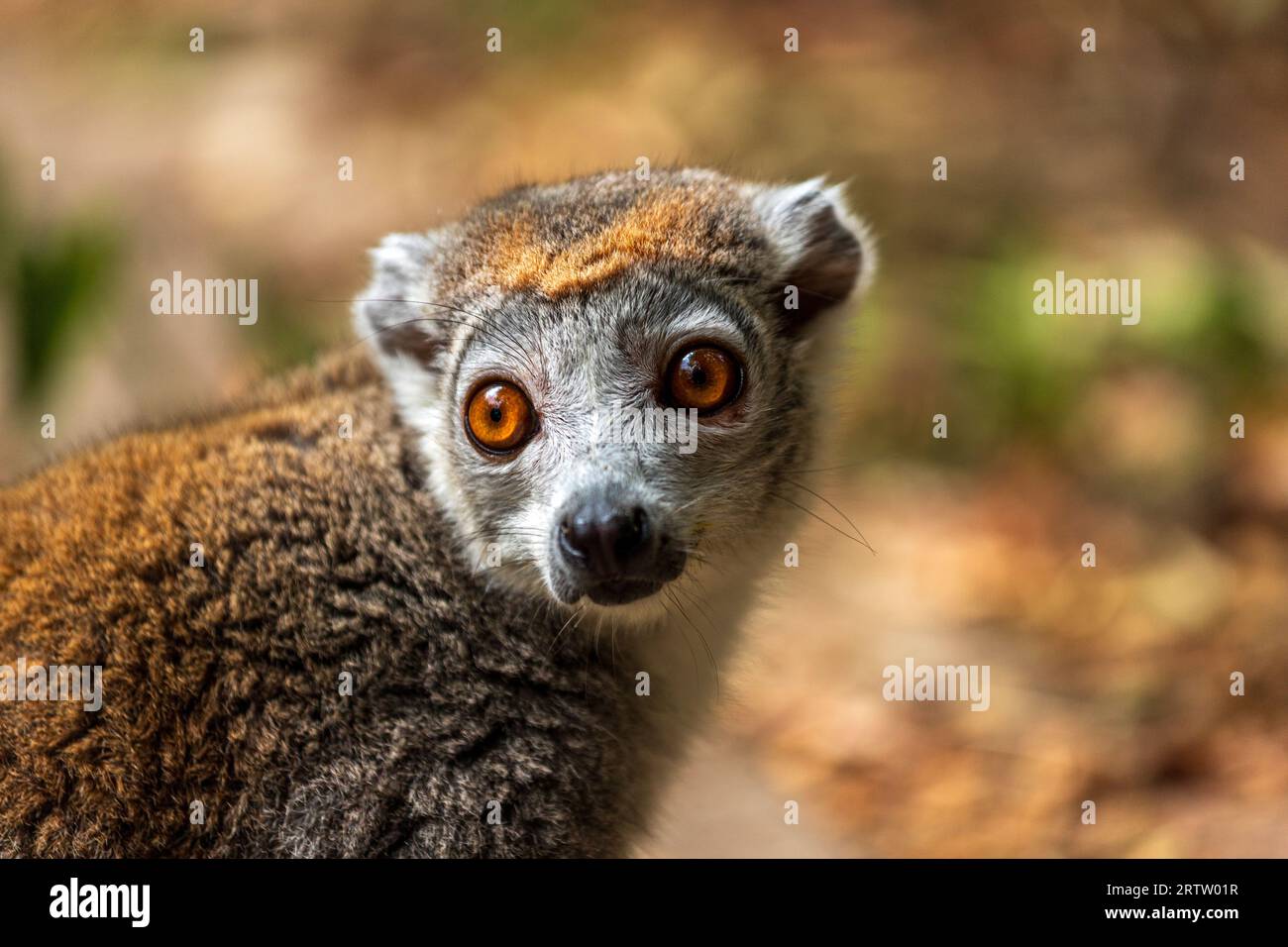 Ritratto di lemure coronato femminile adulta, Eulemur coronatus Foto Stock