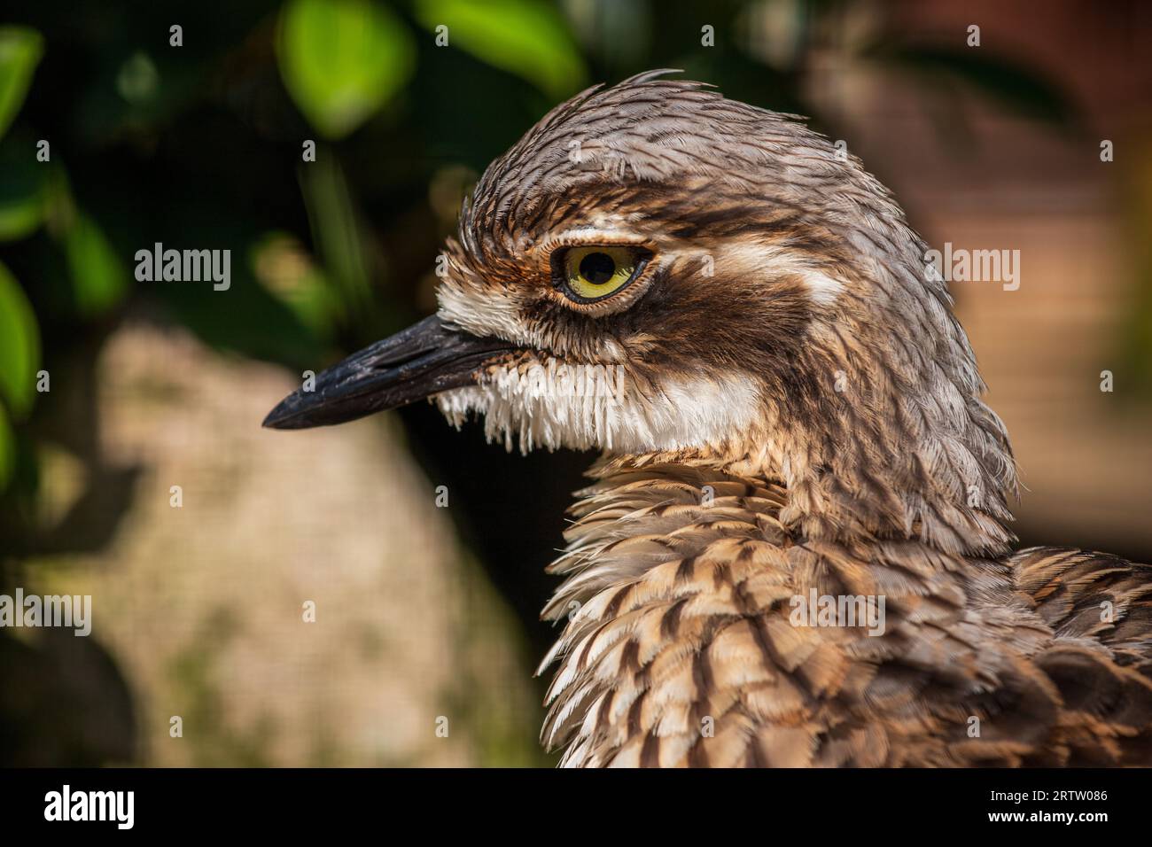Ritratto di ginocchio spesso maculato, Burhinus capensis, dikkop maculato o mantello ginocchio spesso Foto Stock