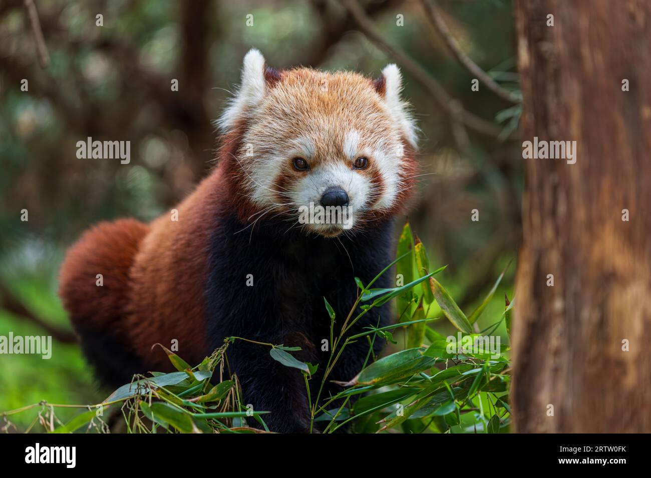 Ritratto di Ailuridae Red Panda che mangia foglie di bambù Foto Stock