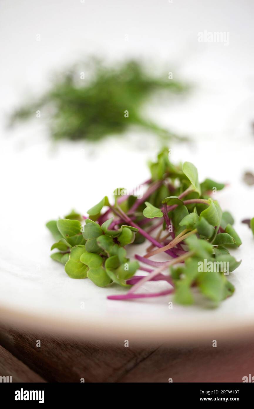 Radish con gambo viola - microerbe su piastra bianca Foto Stock