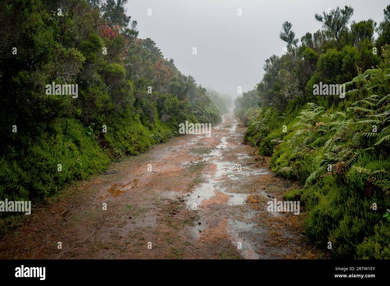 Vista di un sentiero escursionistico attraverso le densamente vegetate pianure della foresta Fanal a Madeira, Portogallo, mentre la nebbia si insinua misticamente da tutti i lati Foto Stock