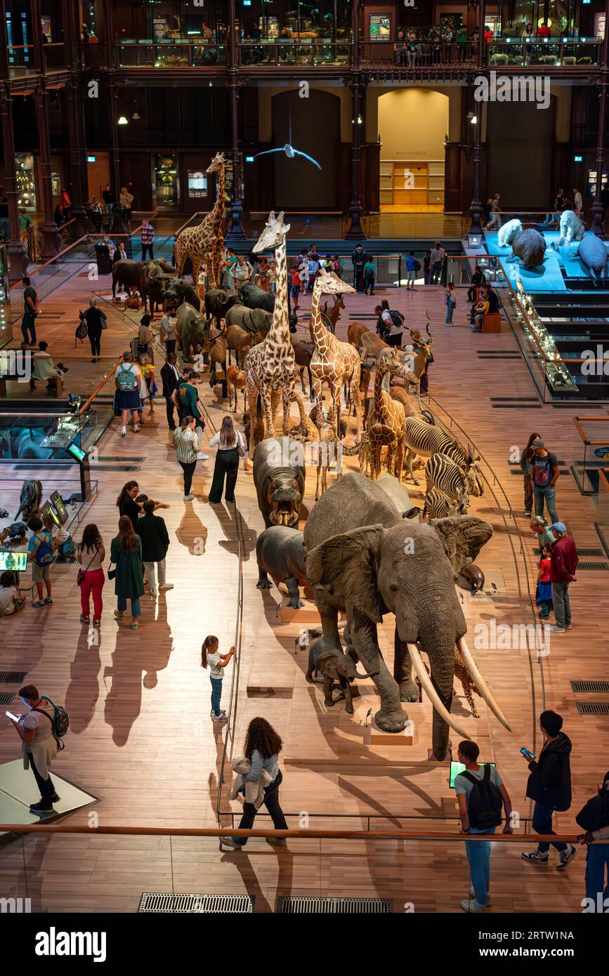 Sfilata di mammiferi africani nella grande Galleria dell'evoluzione nel Museo Nazionale di storia naturale di Parigi. Foto Stock