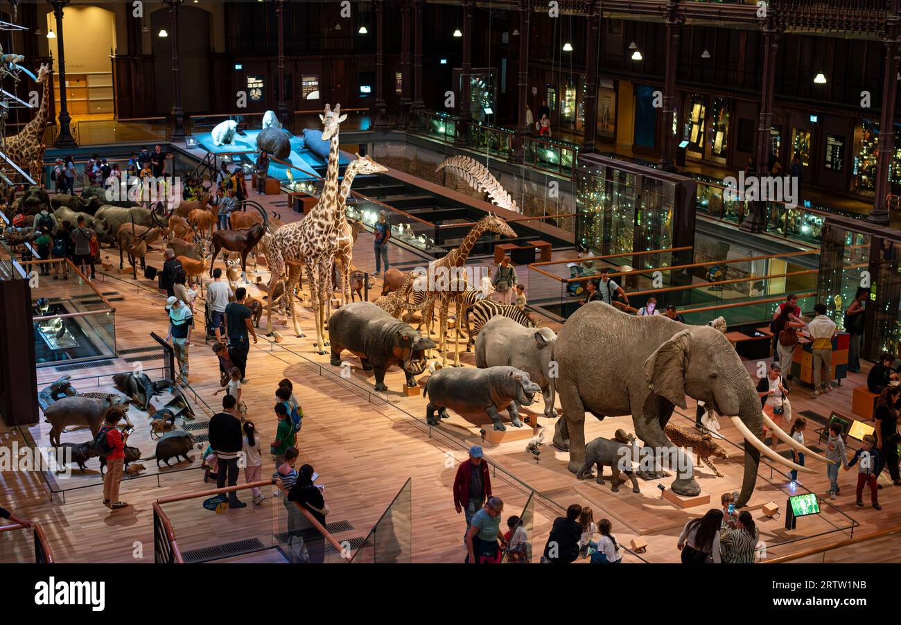 Sfilata di mammiferi africani nella grande Galleria dell'evoluzione nel Museo Nazionale di storia naturale di Parigi. Foto Stock