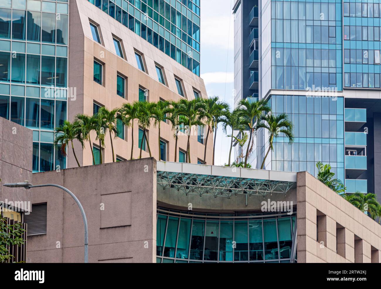 Palme in cima a Wheelock Place, nel quartiere Orchard Road di Singapore Foto Stock