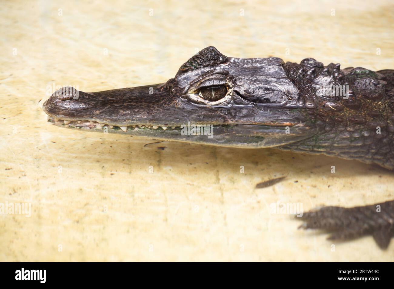 Ritratto di un caimano dagli occhiali Foto Stock