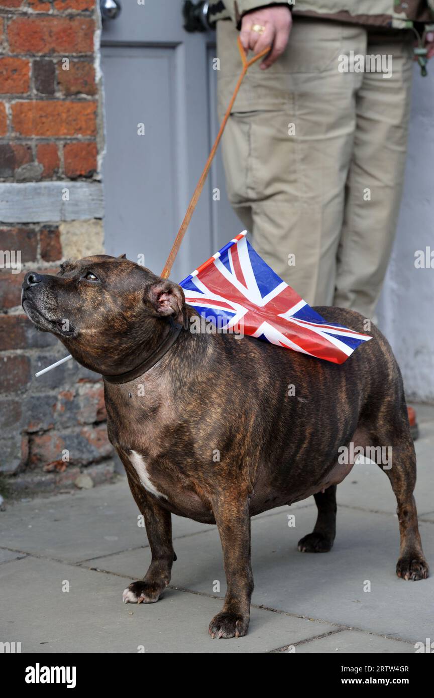 Un cane con bandiera Union Jack prima di una processione di rimpatrio a Wootton Bassett, Wiltshire, Regno Unito. Foto Stock