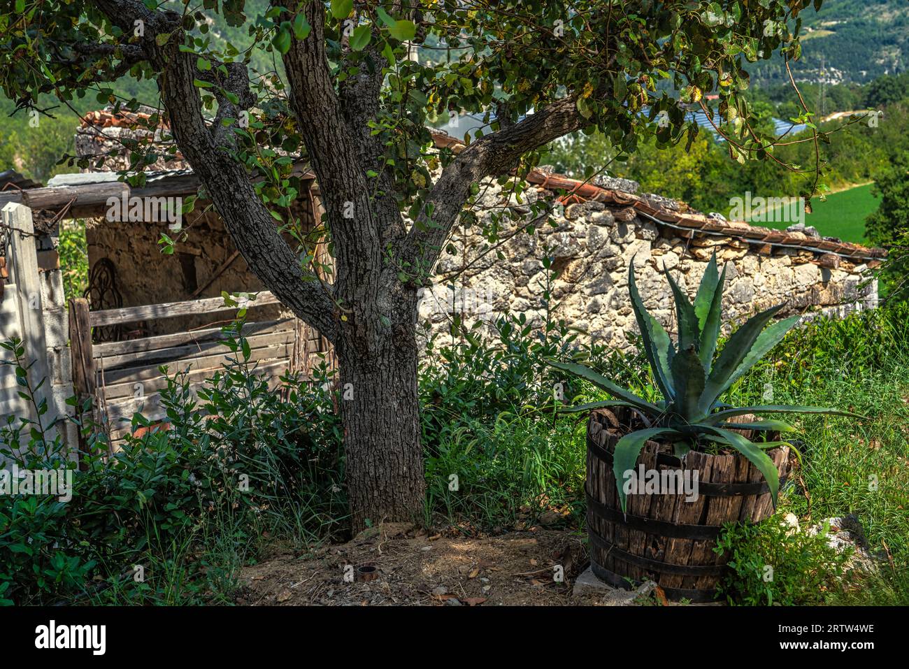 In un piccolo giardino una pianta di mele e un'agave in un vaso di legno. Regione Marche, Italia, Europa Foto Stock