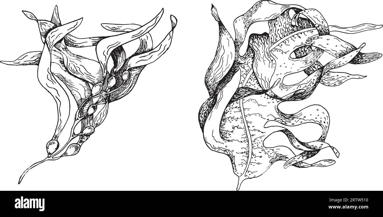Illustrazione disegnata a mano con inchiostro di piante vettoriali di mare isolata su sfondo bianco. Laminaria, alghe brune, alghe ascophyllum linea bianca nera. Elemento di progettazione Illustrazione Vettoriale