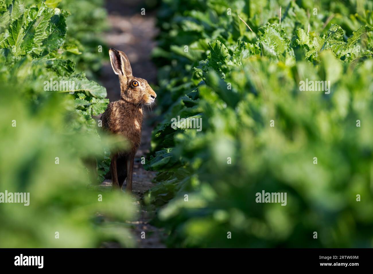 Brown Hare Lepus europaeus sedeva in una coltura di barbabietole da zucchero, North Norfolk, Regno Unito Foto Stock