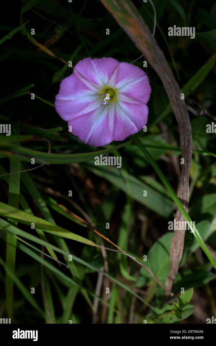 Field Bindweed (Convolvulus arvensis) cresce su un vecchio campo d'aviazione della seconda guerra mondiale nel Norfolk settentrionale, Regno Unito Foto Stock