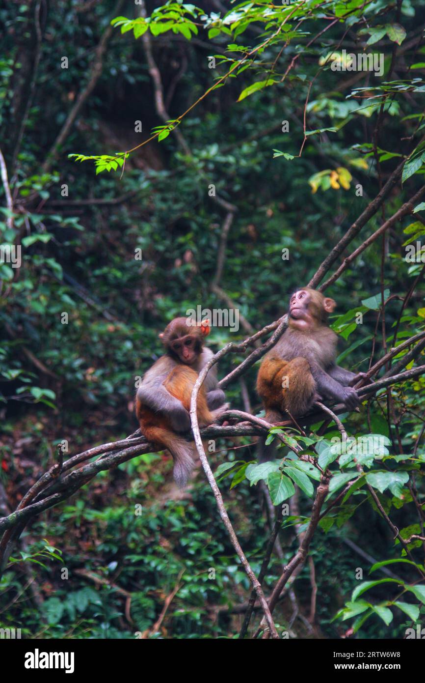 Cattura l'incantevole vista delle scimmie che prosperano nello splendore delle lunghe montagne cinesi. Una vera testimonianza della bellezza della natura Foto Stock