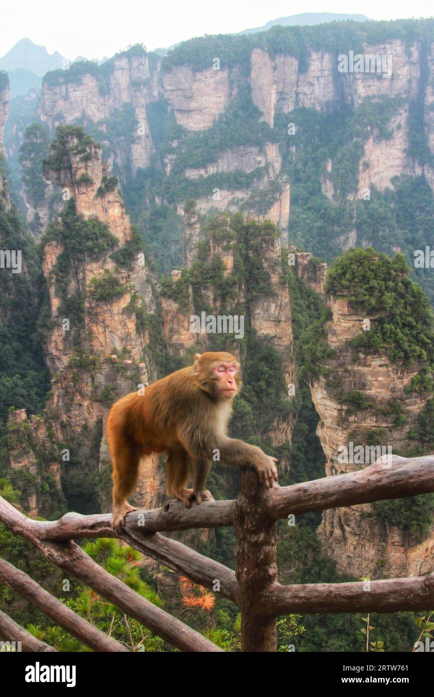 Cattura l'incantevole vista delle scimmie che prosperano nello splendore delle lunghe montagne cinesi. Una vera testimonianza della bellezza della natura Foto Stock