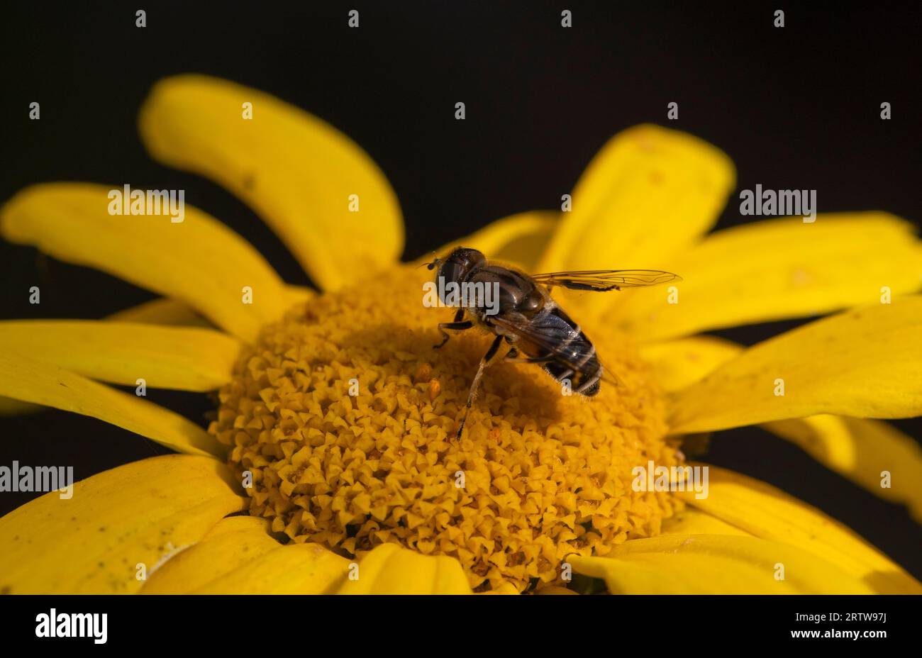 Eristalis arbustorum hoverfly su fiore di calendula di mais Foto Stock