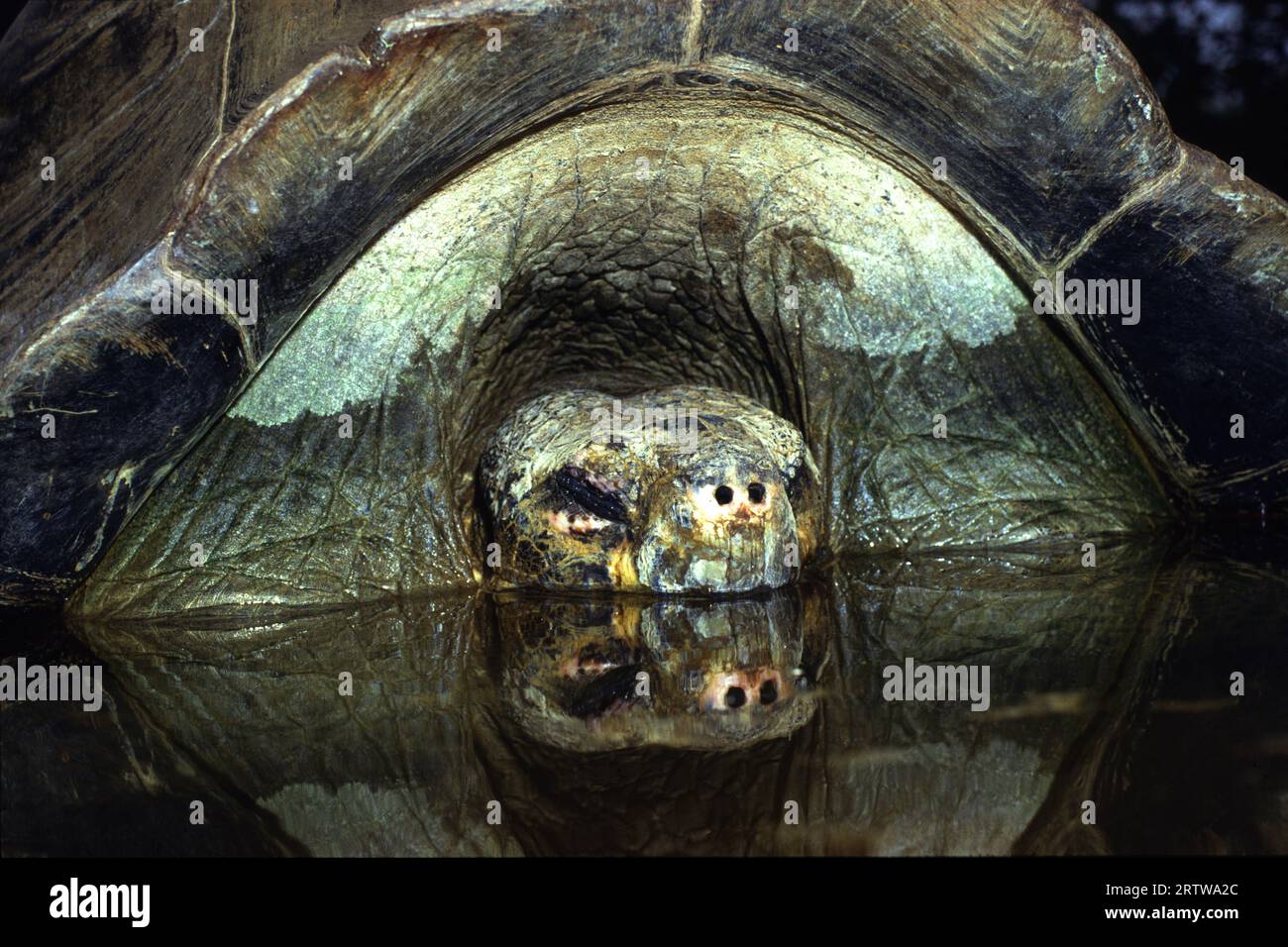 Le tartarughe dormono nello stagno Foto Stock