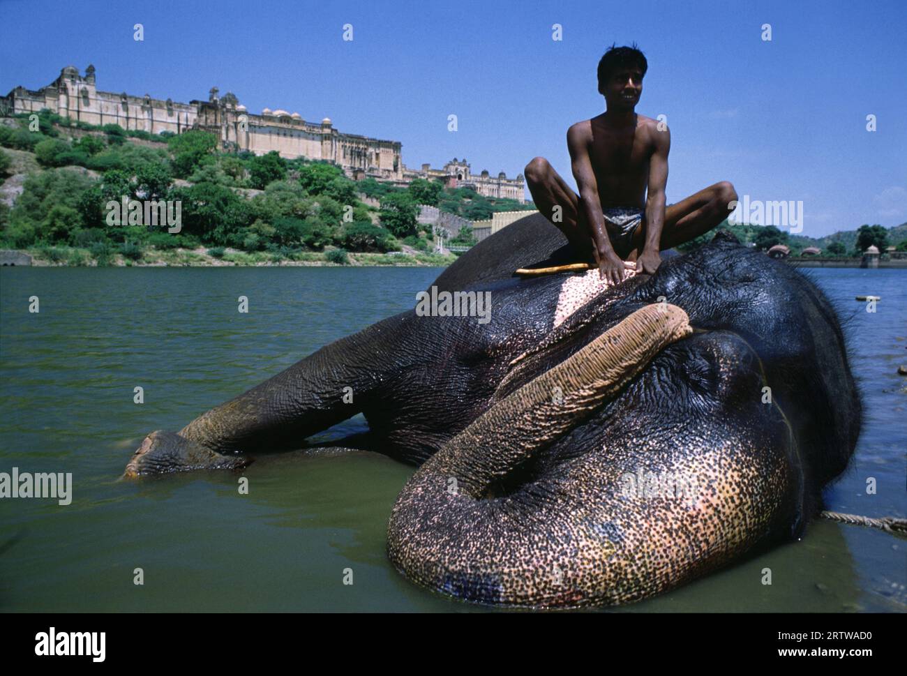Elefante, Amber Fort vicino a Jaipur Foto Stock