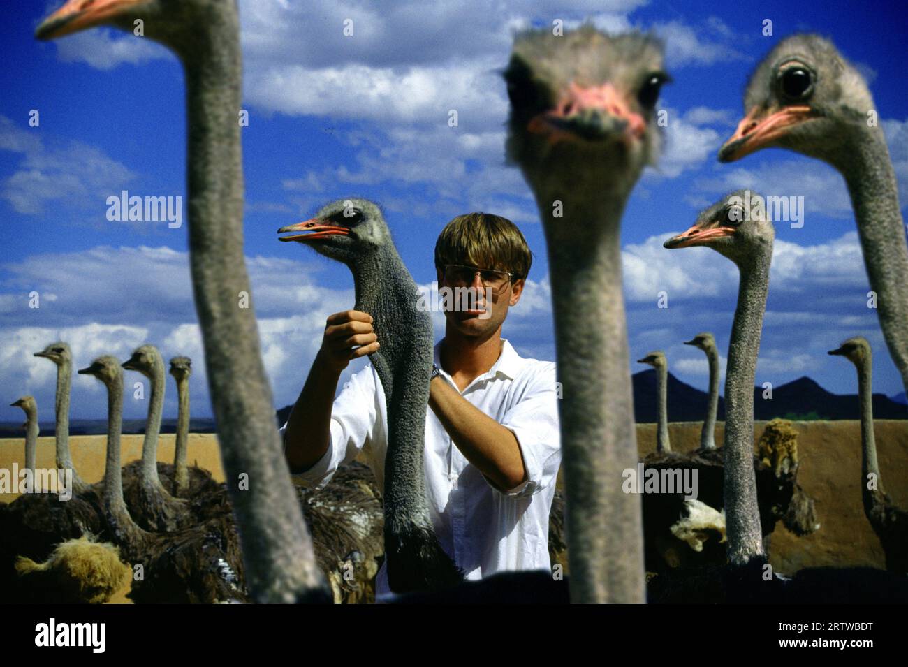 Allevamento di struzzi di Oudtshoorn Foto Stock