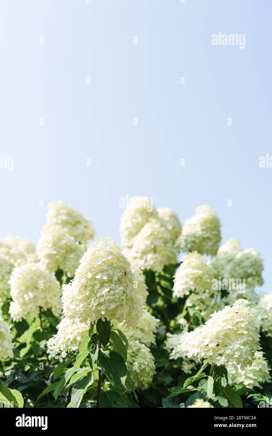 un cespuglio di ortensie in fiore contro un cielo blu Foto Stock